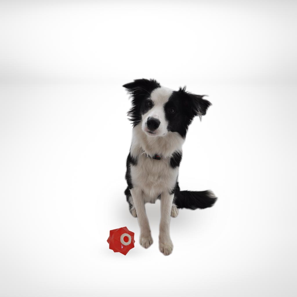 Aussie Dog Products Monster Treat Ball Red with Border Collie puppy