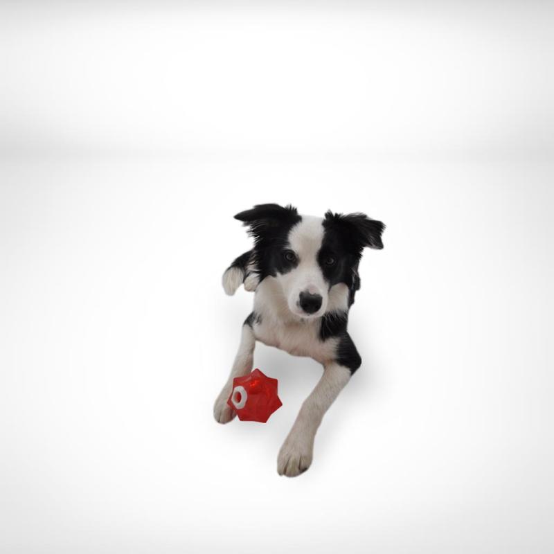 Aussie Dog Products Monster Treat Ball Red with Sitting Border Collie puppy
