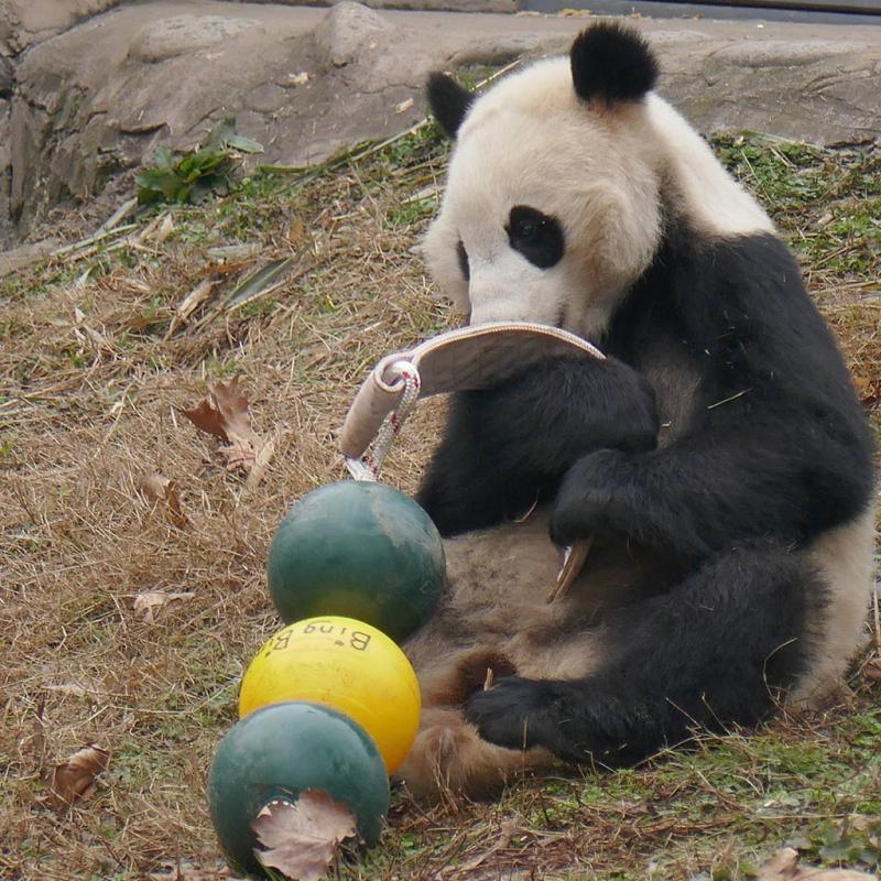 Aussie Dog Products Engraved Engraved Panda Ball with Bing Bing Panda Bear playing