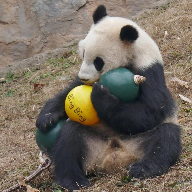 Aussie Dog Products Engraved Panda Ball with Bing Bing Panda Bear playing with yellow ball
