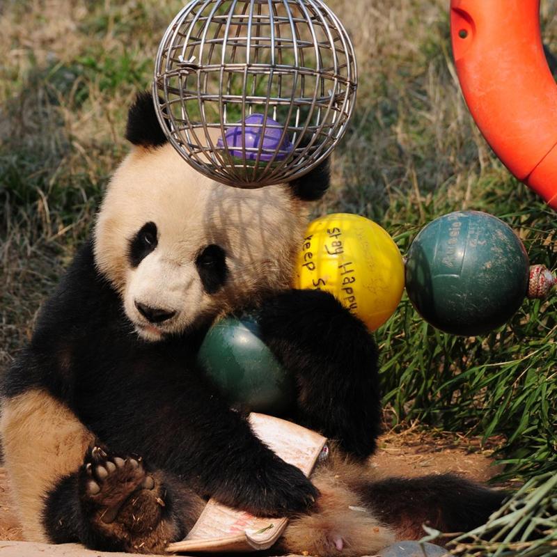 Aussie Dog Products Engraved Panda Ball with Qing Qing playing with ball