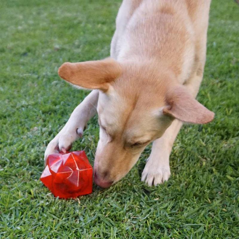 Aussie Dog Products Red Monster Treat Ball for dogs with kelpie rolling the ball over