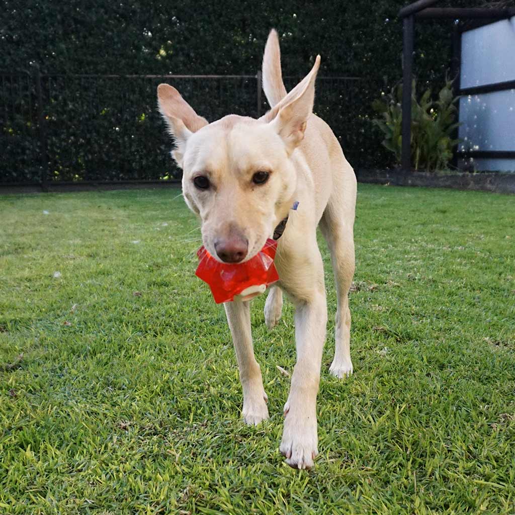 Kelpie playing with Aussie Dog Products Red Monster Treat Ball