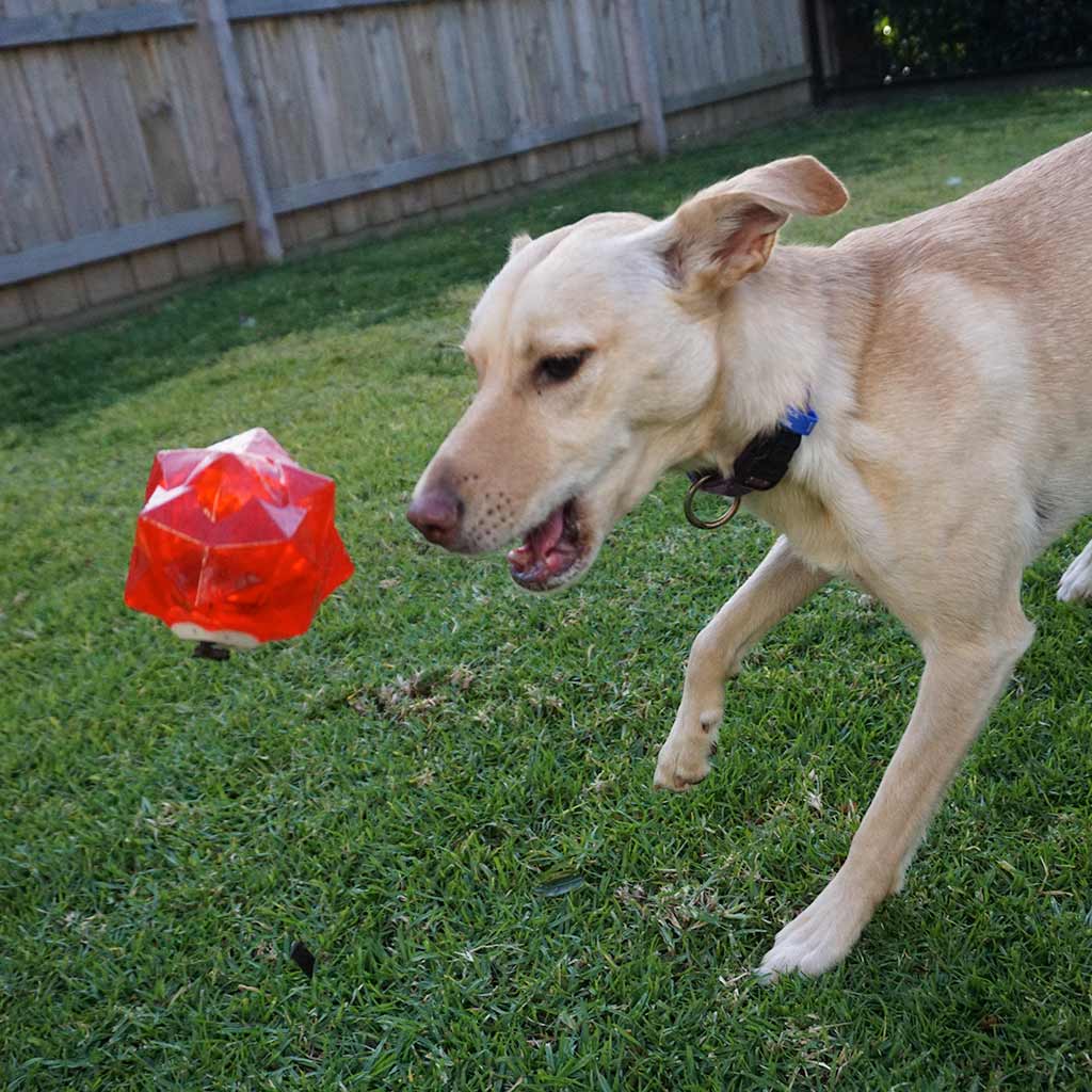 Aussie Dog Products Red Monster Treat Ball for dogs with kelpie throwing the ball to get treats out of it