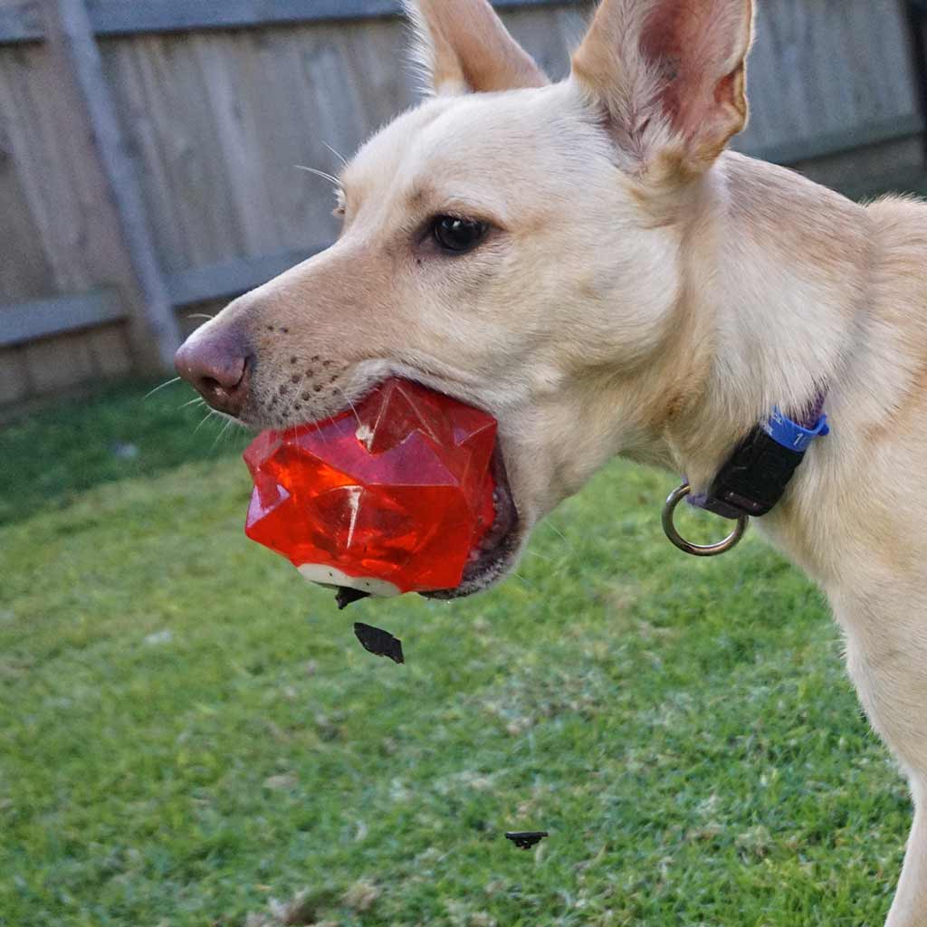 Aussie Dog Products Red Monster Treat Ball for dogs with close up of kelpie shaking out treats