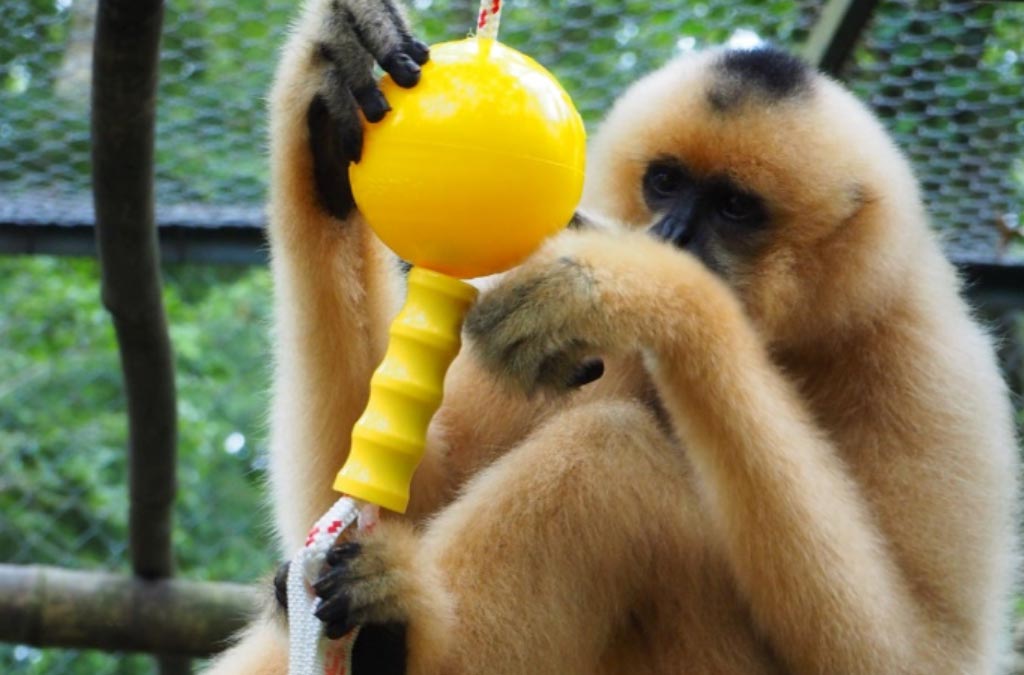 Gibbon playing with enrichment toy