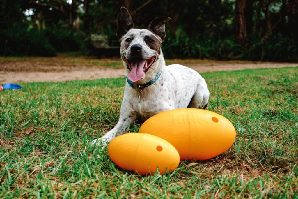 Dropship Dog Toys with Aussie Dog