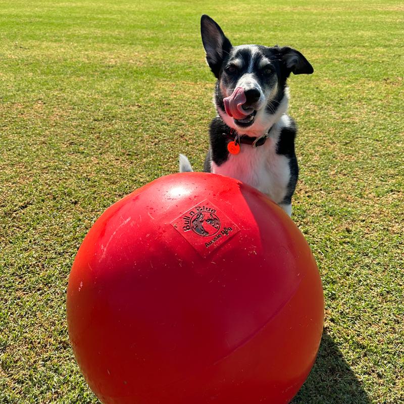 yoga sized ball that does not pop, with dog sitting next to it