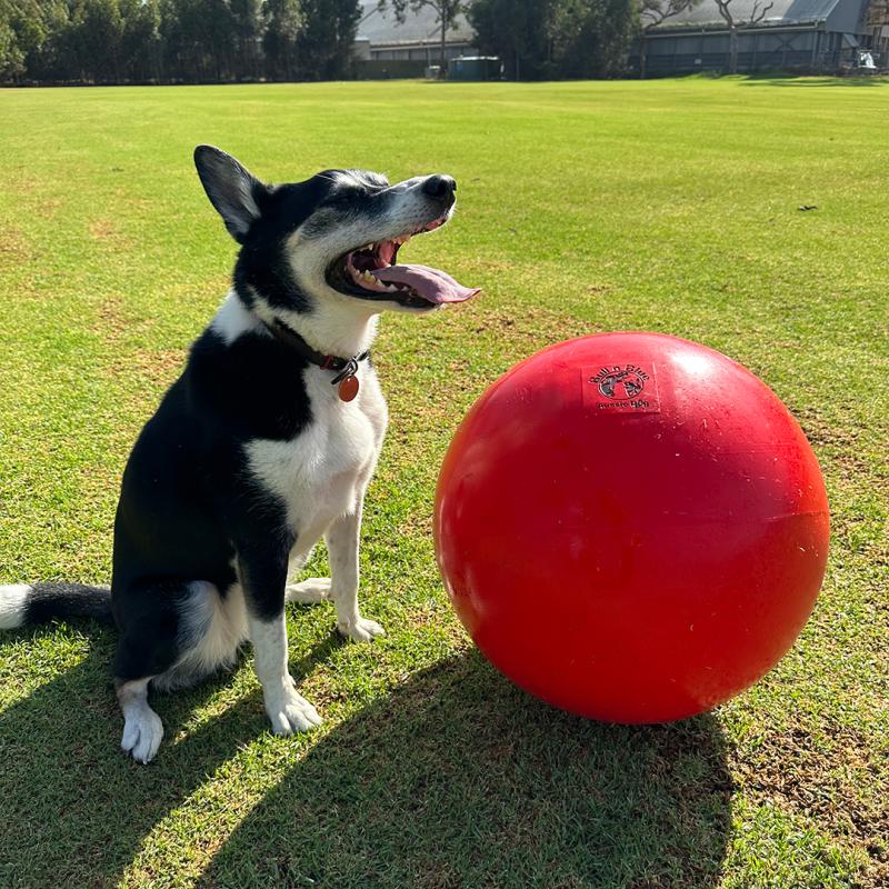 yoga sized ball that does not pop, with dog sitting next to it. side view