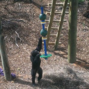 chimpanzee playing with gorilla pole